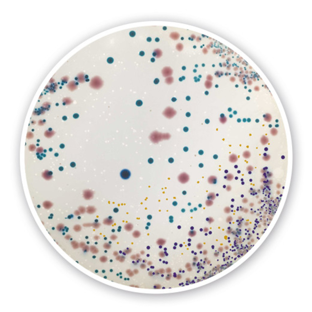 UTI chromogenic Agar, for microbiology, 100 g, plastic — Carl Roth, cod 3089.1