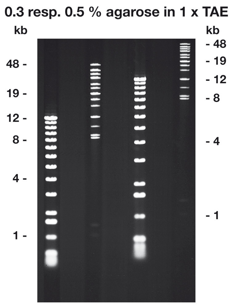 Agarose Pulsed-Field, ROTI®Garose, Genetic engineering quality, 250 g, plastic
