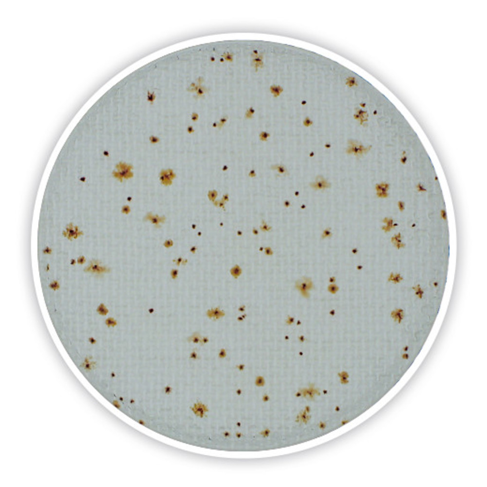 Compact Dry TC, sterile, for microbiology, 40 unit(s), blister