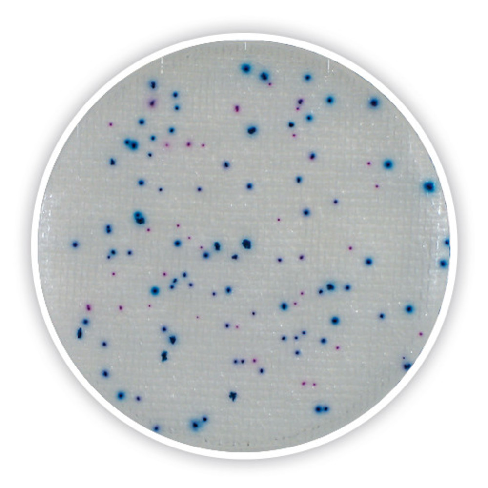 Compact Dry EC, sterile, for microbiology, 120 unit(s), blister