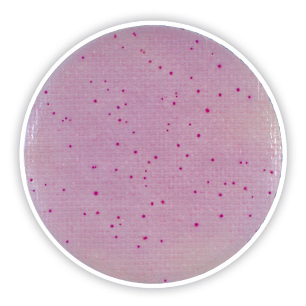 Compact Dry ETB, sterile, for microbiology, 240 unit(s), blister