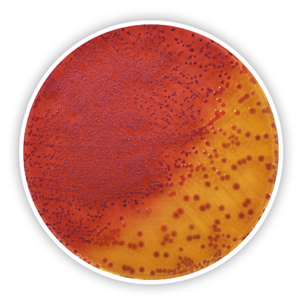Yersinia Selektive Agar (Base), ISO 10273, ISO 11133, for microbiology, 500 g