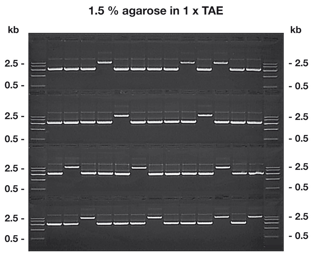 Agarose GTQ ROTI®Garose, Genetic engineering quality, 10 g, plastic