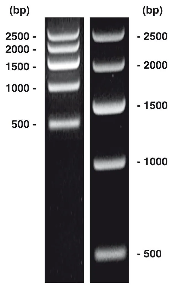 Marker ADN short-run 1, ADN-ladder (liofilizat), 50 µg, plastic — Carl Roth, cod 0146.1