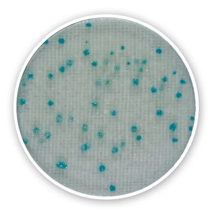 Compact Dry X-BC, steril, pentru microbiologie, 240 buc., blister — Carl Roth, cod 1070.2