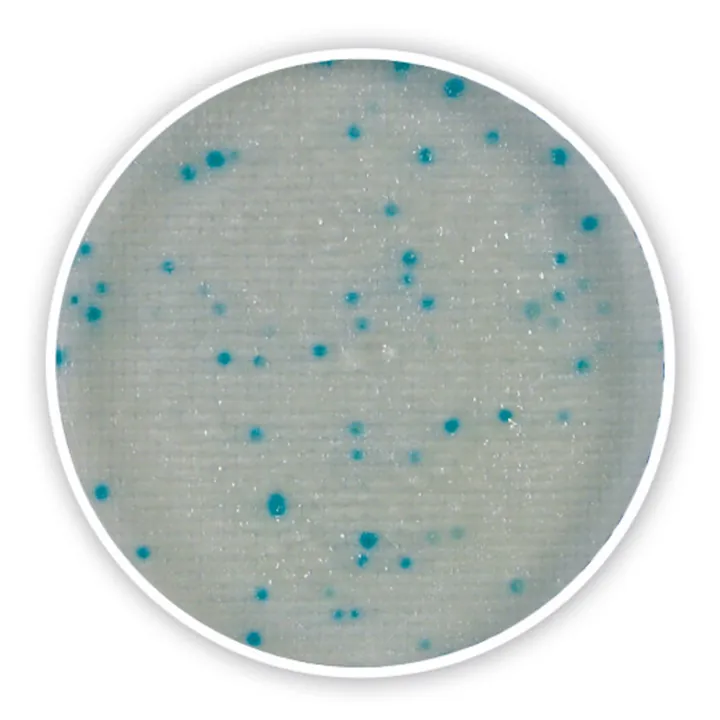 Compact Dry X-SA, steril, pentru microbiologie, 40 buc., blister — Carl Roth, cod 1087.1