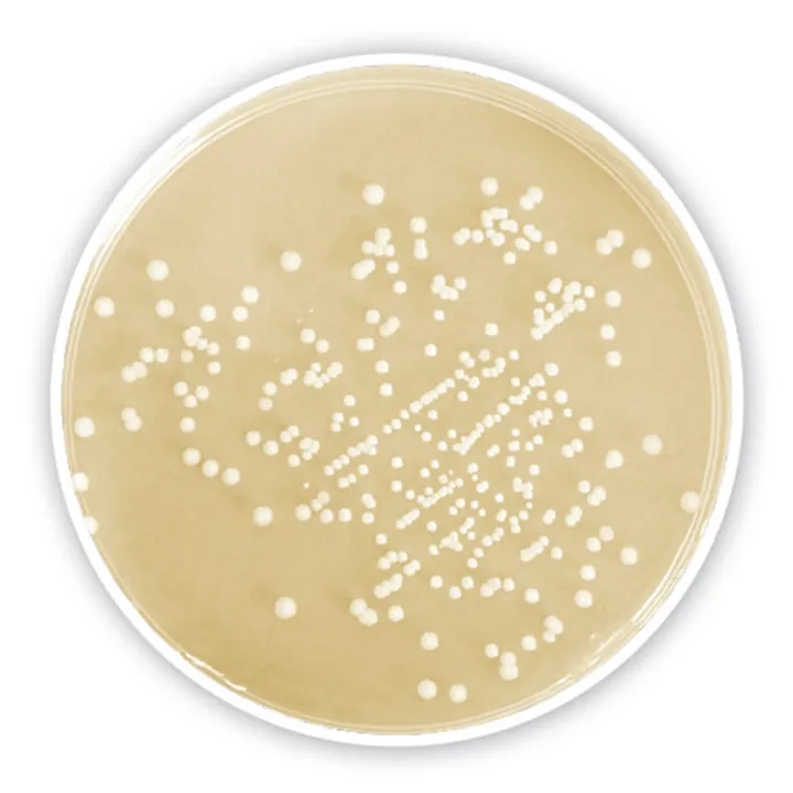 Agar CASO, granulat, pentru microbiologie, 500 g, plastic — Carl Roth, cod 1506.1