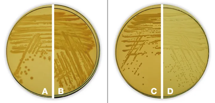 Agar Nutritiv Standard I, granulat, pentru microbiologie, 500 g, plastic — Carl Roth, cod 1524.1