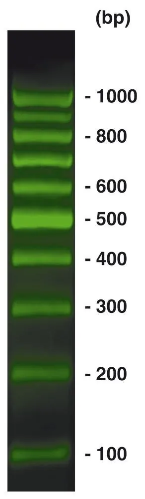 Marker ADN 100 bp BrightGreen, gata de utilizare, pre-colorat, 500 µl, plastic — Carl Roth, cod 1CN9.1