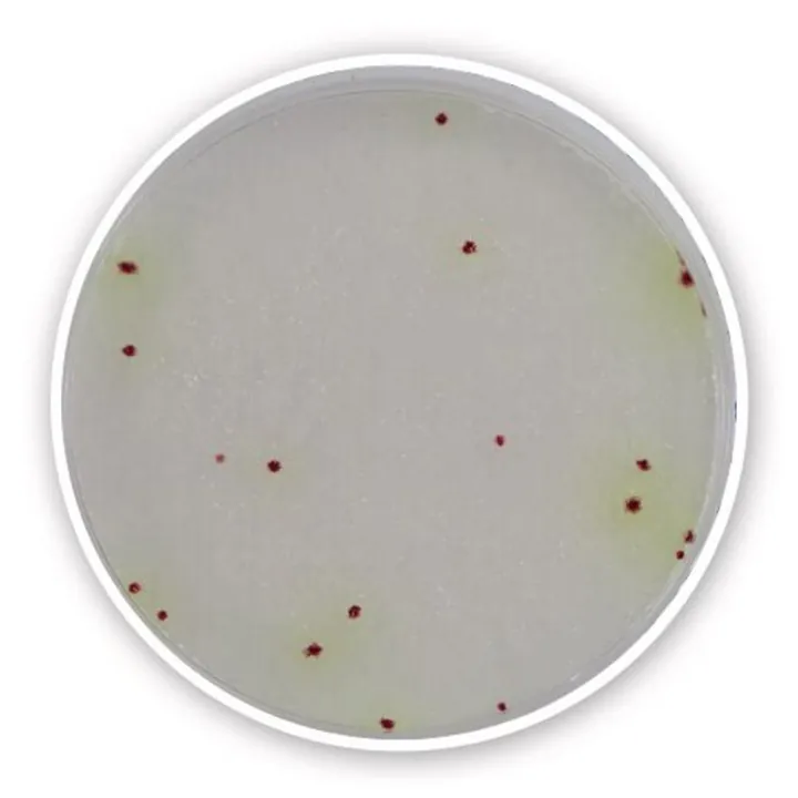 Compact Dry PA, steril, pentru microbiologie, 40 buc., blister — Carl Roth, cod 1L17.1