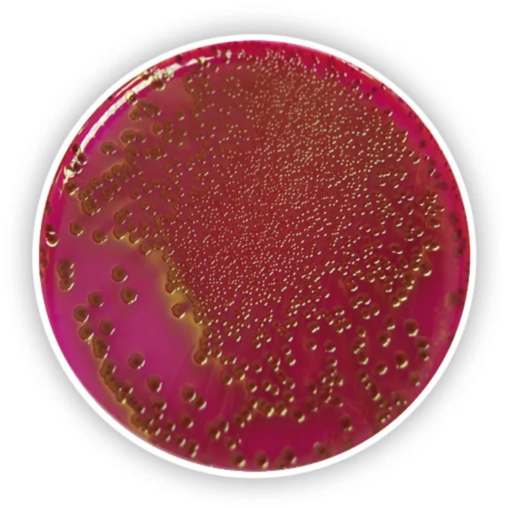 ROTI®Plate90 Endo, ISO 11133, pentru microbiologie, 10 buc., cutie — Carl Roth, cod 1LE1.1