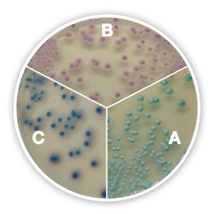 Agar cromogenic Candida plus, pentru microbiologie, 500 g, plastic — Carl Roth, cod 1NC9.2