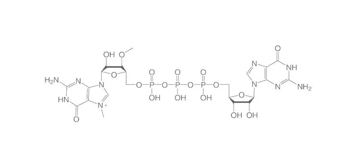 ARCA Cap Analog, ", 50 µl, plastic — Carl Roth, cod 1Y6E.2