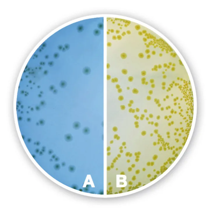Agar CLED, pentru microbiologie, 500 g, plastic — Carl Roth, cod 2835.1