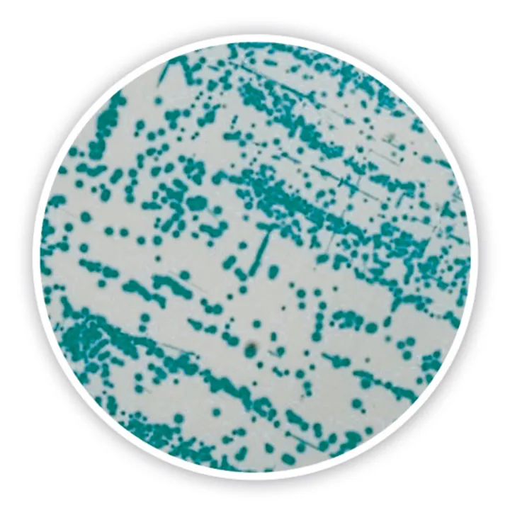 Agar cromogen Cronobacter, ISO 22964,2017, pentru microbiologie, 100 g, plastic — Carl Roth, cod 2997.1