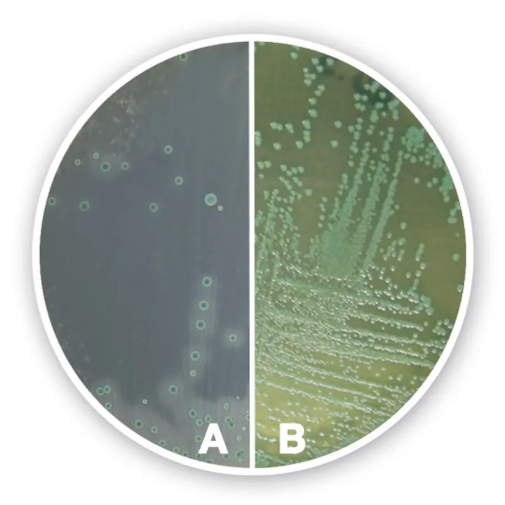 Agar cromogenic Listeria (Bază), ISO 11290,2004, ISO 11133, 500 g, plastic — Carl Roth, cod 3008.2