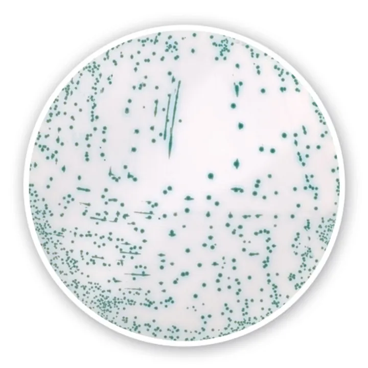 Agar cromogen MRSA (Bază), pentru microbiologie, 100 g, plastic — Carl Roth, cod 3026.1