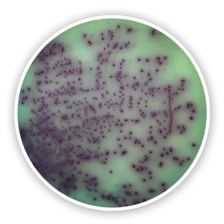 Agar cromogenic Pseudomonas, pentru microbiologie, 100 g, plastic — Carl Roth, cod 3075.1