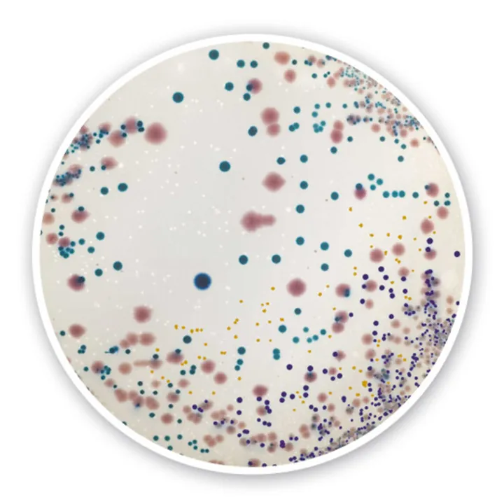 Agar cromogen UTI, pentru microbiologie, 100 g, plastic — Carl Roth, cod 3089.1