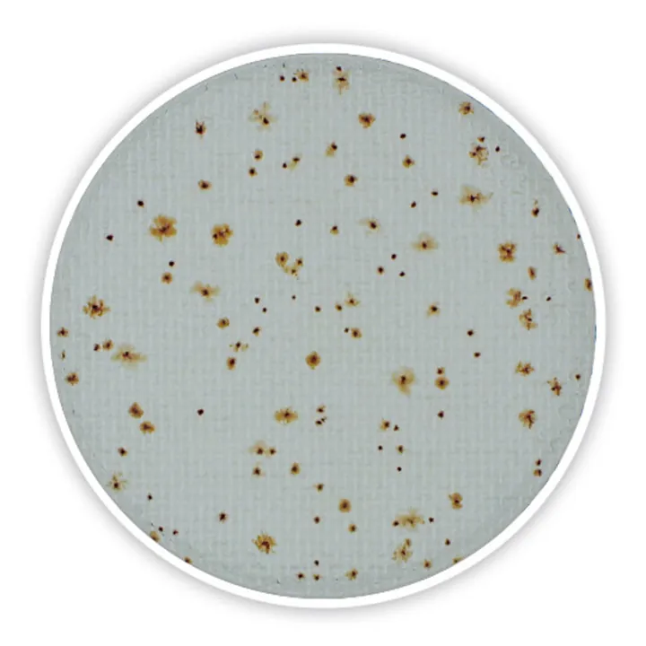 Compact Dry TC, steril, pentru microbiologie, 240 unități, blister — Carl Roth, cod 4816.2