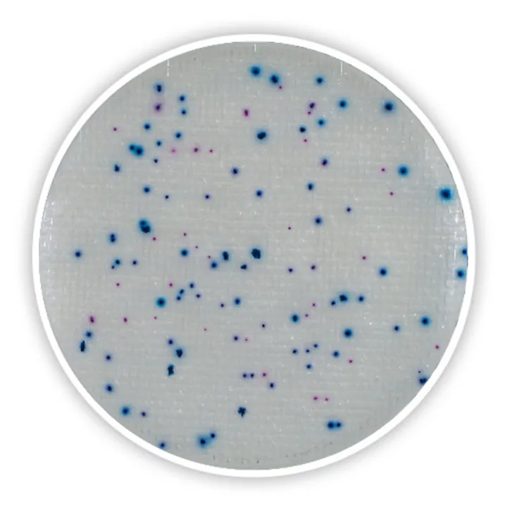 Compact Dry EC, steril, pentru microbiologie, 120 unități, blister — Carl Roth, cod 4826.3