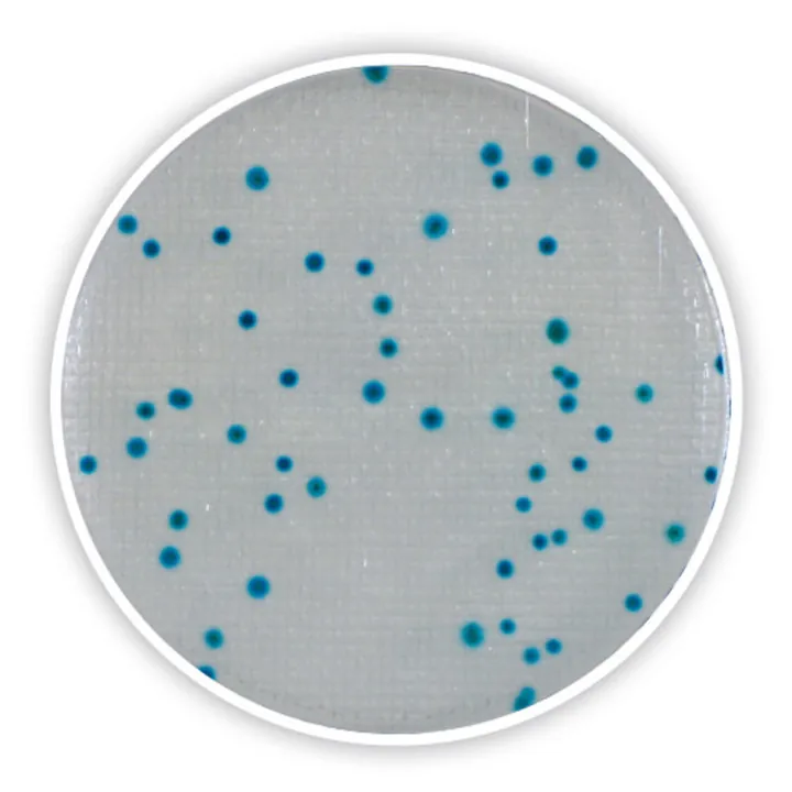 Compact Dry CF, steril, pentru microbiologie, 240 unități, blister — Carl Roth, cod 4827.2