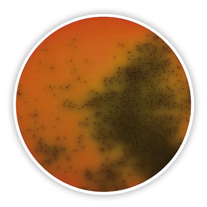Agar Palcam Listeria (Bază), ISO 11290-1, pentru microbiologie, 500 g, plastic — Carl Roth, cod 5768.1