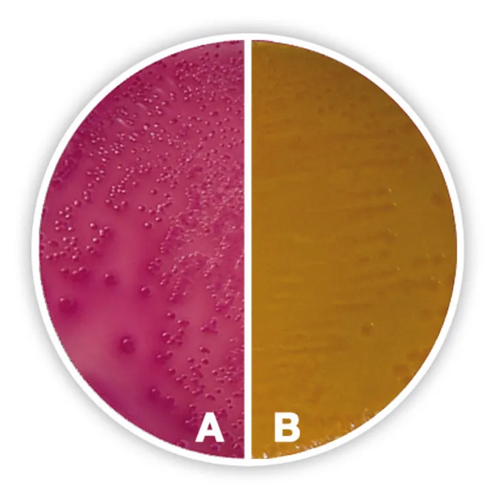 Agar Sorbitol MacConkey, ISO 11133, ISO 16654, 500 g, plastic — Carl Roth, cod 5778.1