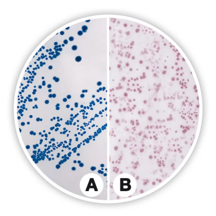 Agar cromogenic pentru Coliformi (ISO), ISO 9308-1, ISO 11133, pentru microbiologie, 500 g — Carl Roth, cod 8849.1