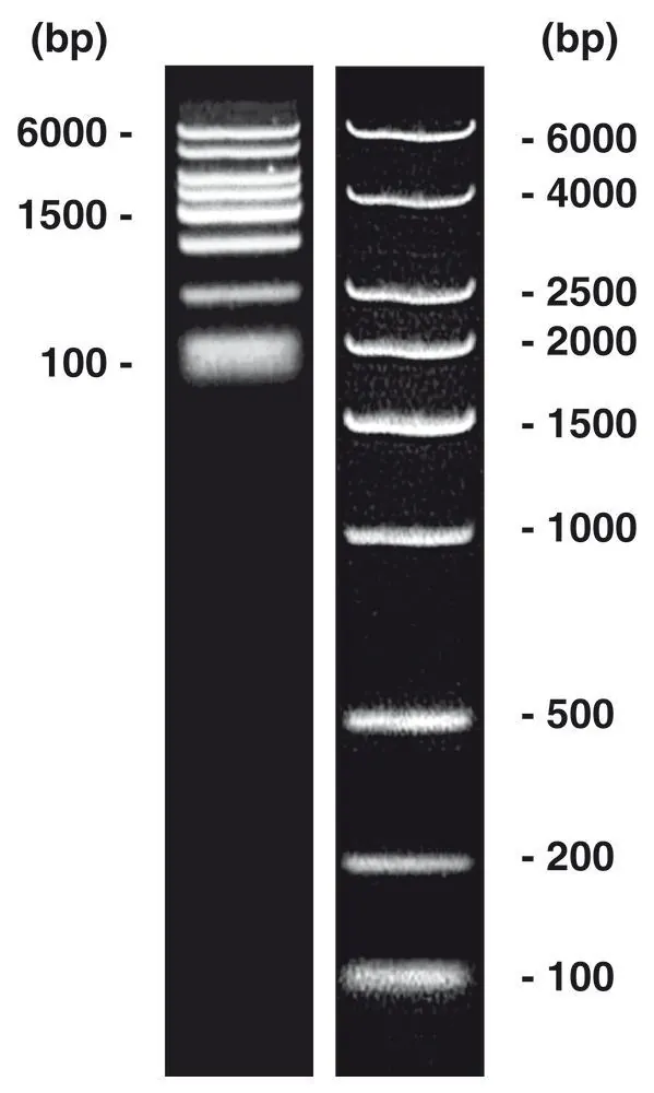 Marker ADN short-run extins, scară ADN (liofilizată), 50 µg, plastic — Carl Roth, cod CL05.1