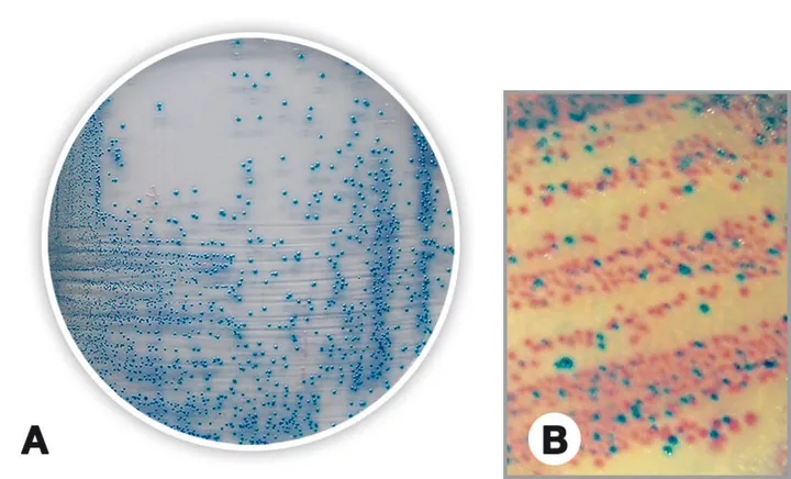 Agar Cromogenic pentru Coliformi, pentru microbiologie, 100 g, plastic — Carl Roth, cod CL45.2