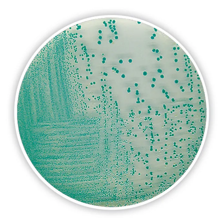 Agar Cromogenic TBX, ISO 16649-2 și -3, pentru microbiologie, 100 g, plastic — Carl Roth, cod CL47.2