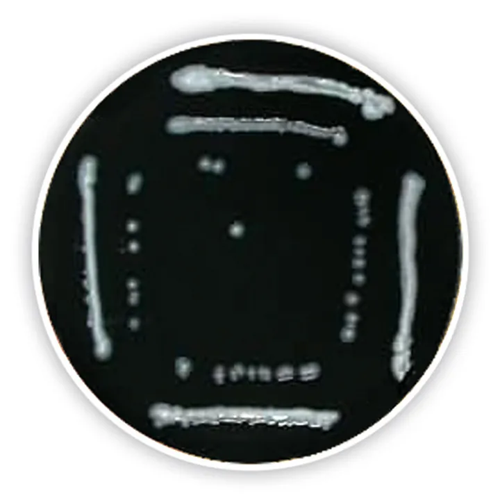 Agar Legionella (Bază), ISO 11731, ISO 11133, 500 g, plastic — Carl Roth, cod CL48.1