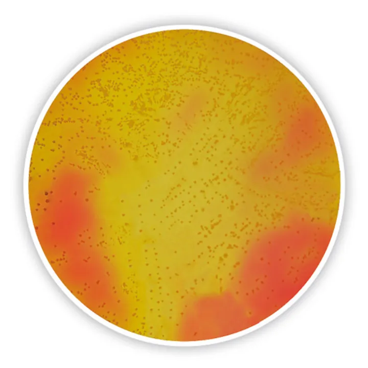 Agar manitol-sare, ISO 22718, pentru microbiologie, 500 g, plastic — Carl Roth, cod CL81.1