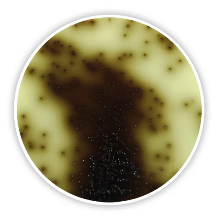 Agar Azidă Bile Esculin DEV, DEV, ISO 7899-2,2000, pentru microbiologie, 500 g — Carl Roth, cod CP62.1
