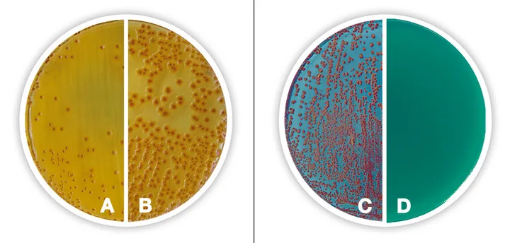 Agar TTC Chapman, DEV, cu sodiu, heptadecilsulfat, DEV, ISO 11133,, 500 g — Carl Roth, cod CP65.1