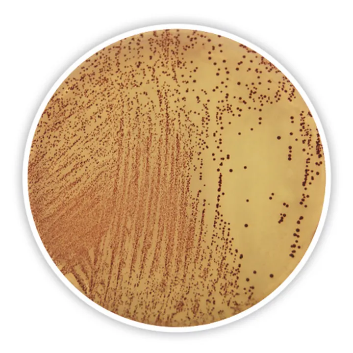 Mediu Slanetz-Bartley (cu clorură de tetrazoliu), DEV, ISO 7899-2,2000, 500 g — Carl Roth, cod CP68.1