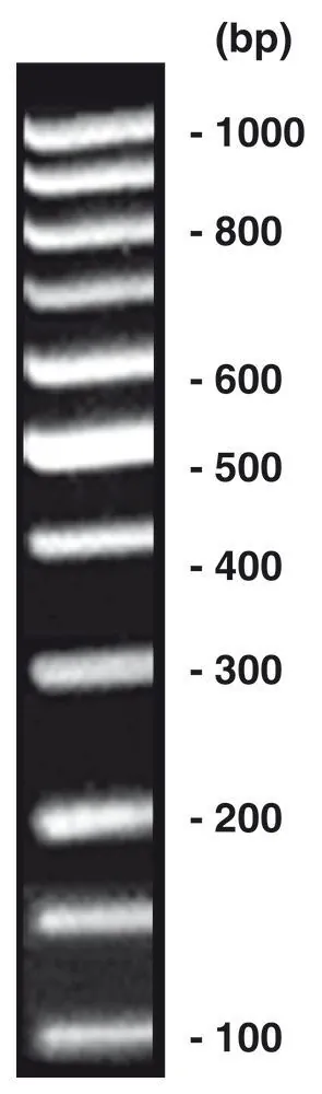 100 bp-DNA-Ladder egalizat, DNA-ladder (liofil.) + încărcare gel, 20 µg, plastic — Carl Roth, cod T833.1
