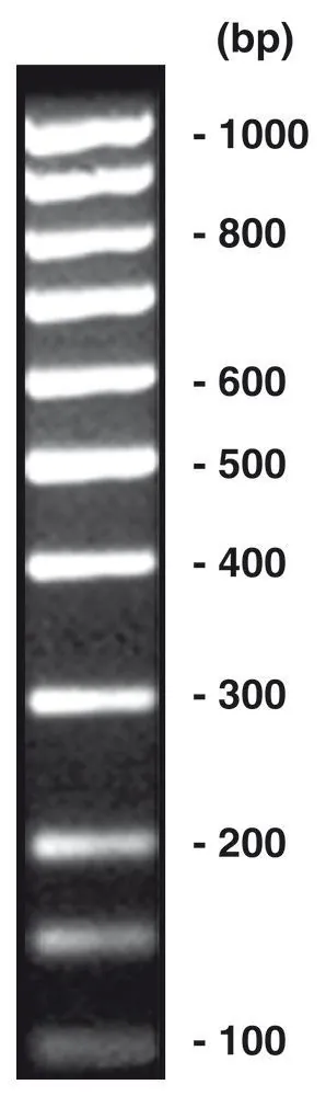 100 bp-DNA-Ladder echimolar, DNA-ladder (liofil.) + încărcare gel, 50 µg, plastic — Carl Roth, cod T834.1