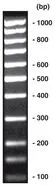100 bp-DNA-Ladder echimolar, DNA-ladder (liofil.) + încărcare gel, 200 µg — Carl Roth, cod T834.2