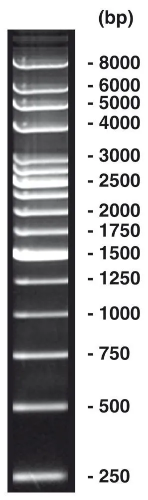 ADN-Ladder 250 bp, ADN-ladder (liofil.) + încărcare gel, 50 µg, plastic — Carl Roth, cod T918.1