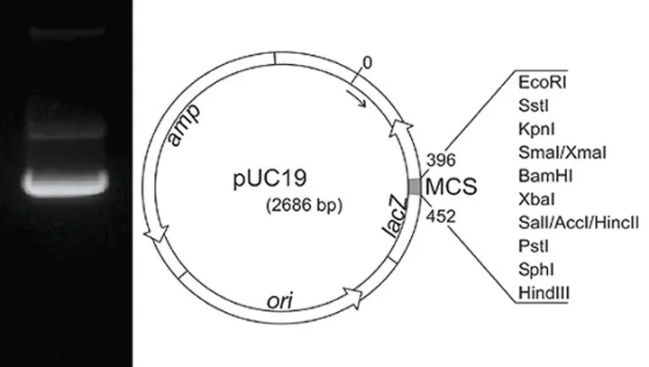 ADN plasmidic pUC19, liofilizat, 50 µg, plastic — Carl Roth, cod X911.1