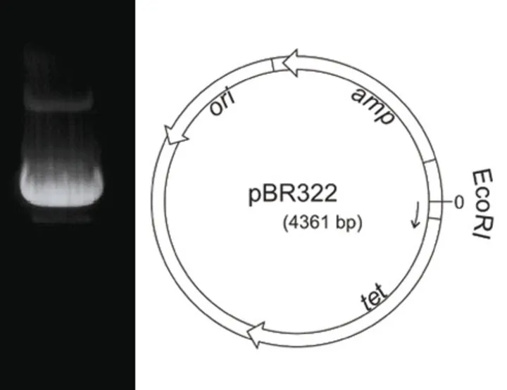 ADN plasmidic pBR322, liofilizat, 50 µg, plastic — Carl Roth, cod X912.1