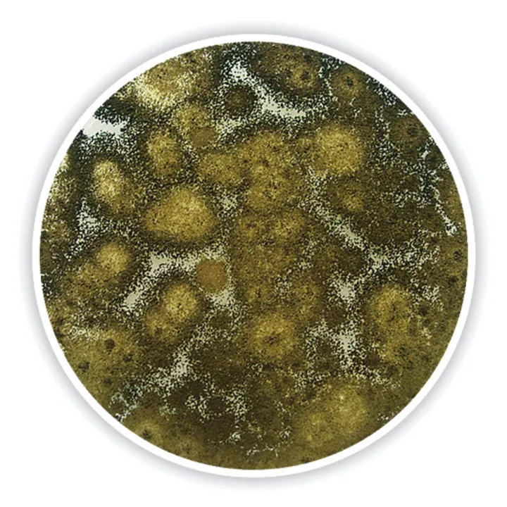 Agar cu extract de cartofi și glucoză, pentru microbiologie, 2.5 kg, plastic — Carl Roth, cod X931.3