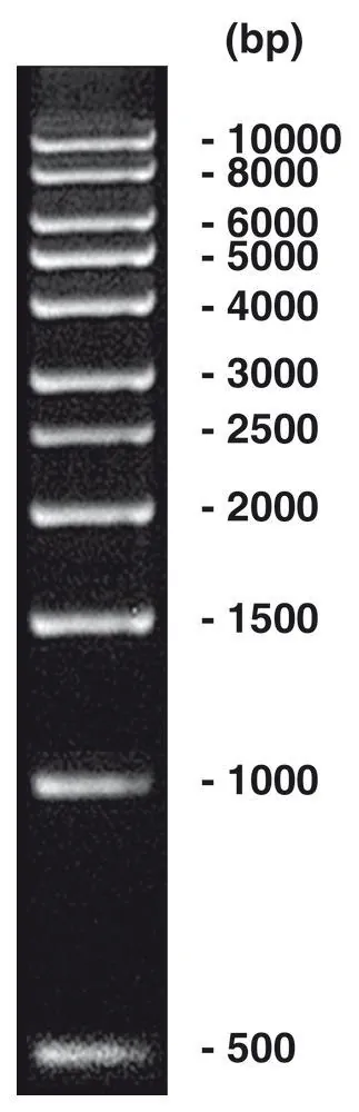 Marker ADN 1 kbp, marker ADN (liofil.) + încărcare gel, 50 µg, plastic — Carl Roth, cod Y014.1