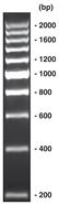 200 bp-DNA-Ladder, ready-to-use, not pre-dyed, 500 µl, plastic