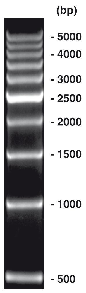 500 bp-DNA-Ladder, ready-to-use, not pre-dyed, 500 µl, plastic