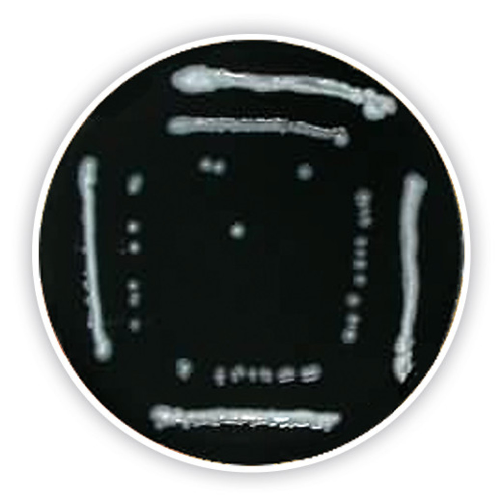Legionella Agar (Base), ISO 11731, ISO 11133, 500 g, plastic — Carl Roth, cod CL48.1