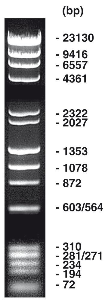Lambda Hind III / phiX Hae III Marker, DNA ladder + gel loading buffer, 50 µg