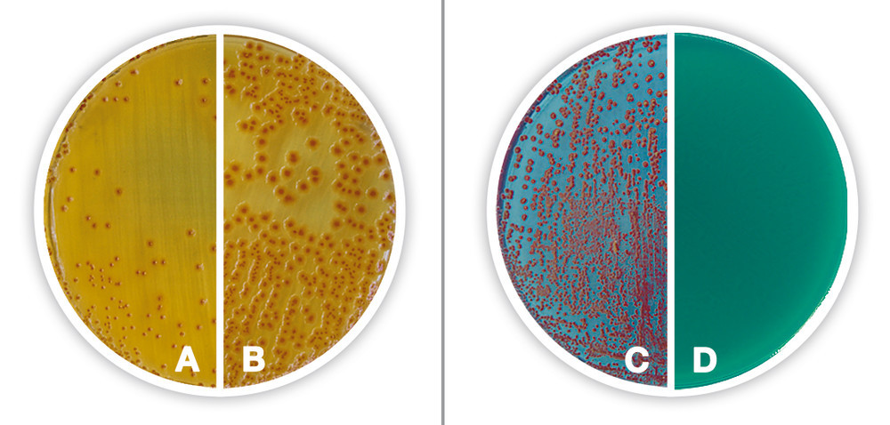 TTC Chapman Agar, DEV, with sodium, heptadecylsulphate, DEV, ISO 11133,, 500 g — Carl Roth, cod CP65.1
